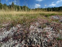 Littorella uniflora 45, Oeverkruid, Saxifraga-Ed Stikvoort