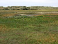 Littorella uniflora 46, Oeverkruid, Saxifraga-Hans Boll