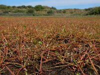 Littorella uniflora 49, Oeverkruid, Saxifraga-Ed Stikvoort