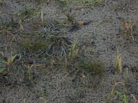 Littorella uniflora 53, Oeverkruid, Saxifraga-Hans Boll