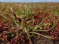 Littorella uniflora 56, Oeverkruid, Saxifraga-Ed Stikvoort