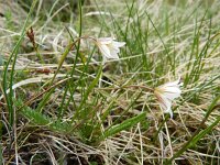 Lloydia serotina 2, Saxifraga-Rutger Barendse