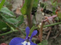 Lobelia erinus 2, Tuinlobelia, Saxifraga-Rutger Barendse