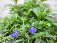 Lobelia erinus 3, Tuinlobelia, Saxifraga-Rutger Barendse