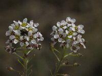 Lobularia maritima 10, Zilverschildzaad, Saxifraga-Willem van Kruijsbergen