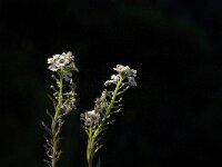 Lobularia maritima 11, Zilverschildzaad, Saxifraga-Jan van der Straaten
