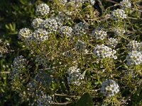 Lobularia maritima 15, Zilverschildzaad, Saxifraga-Jan van der Straaten