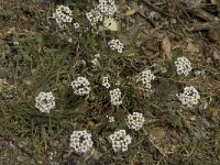 Lobularia maritima 18, Zilverschildzaad, Saxifraga-Willem van Kruijsbergen
