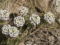 Lobularia maritima 21, Zilverschildzaad, Saxifraga-Jan van der Straaten