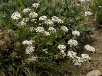 Lobularia maritima 22, Zilverschildzaad, Saxifraga-Willem van Kruijsbergen