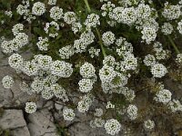 Lobularia maritima 23, Zilverschildzaad, Saxifraga-Willem van Kruijsbergen
