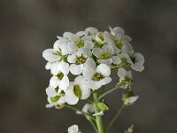 Lobularia maritima 25, Zilverschildzaad, Saxifraga-Willem van Kruijsbergen