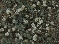 Lobularia maritima 26, Zilverschildzaad, Saxifraga-Willem van Kruijsbergen