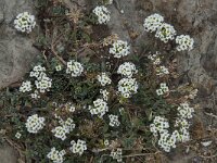 Lobularia maritima 40, Zilverschildzaad, Saxifraga-Willem van Kruijsbergen