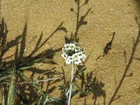 Lobularia maritima 6, Zilverschildzaad, Saxifraga-Jan van der Straaten