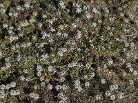 Lobularia maritima 8, Zilverschildzaad, Saxifraga-Willem van Kruijsbergen