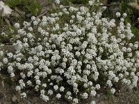 Lobularia maritima 9, Zilverschildzaad, Saxifraga-Willem van Kruijsbergen