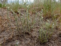 Logfia minima 3, Dwergviltkruid, Saxifraga-Ed Stikvoort