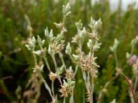 Logfia minima 4, Dwergviltkruid, Saxifraga-Ed Stikvoort