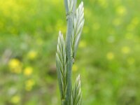 Lolium rigidum 2, Saxifraga-Rutger Barendse