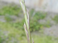 Lolium rigidum 3, Saxifraga-Rutger Barendse