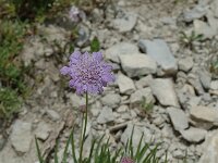 Lomelosia graminifolia 2, Saxifraga-Jan van der Straaten