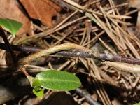 Lonicera acuminata 2, Saxifraga-Rutger Barendse