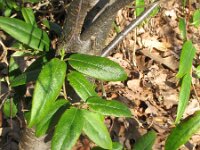 Lonicera acuminata 5, Saxifraga-Rutger Barendse