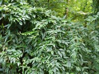 Lonicera acuminata 6, Saxifraga-Rutger Barendse