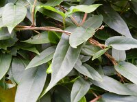 Lonicera acuminata 7, Saxifraga-Rutger Barendse