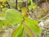 Lonicera caerulea 2, Saxifraga-Rutger Barendse