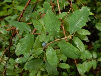 Lonicera caerulea 4, Saxifraga-Ed Stikvoort