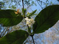 Lonicera morrowii 11, Saxifraga-Rutger Barendse