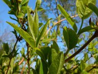 Lonicera morrowii 2, Saxifraga-Ed Stikvoort
