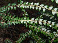Lonicera nitida 4, Saxifraga-Rutger Barendse