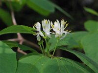 Lonicera xylosteum 14, Rode kamperfoelie, Saxifraga-Jasenka Topic