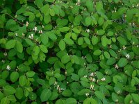 Lonicera xylosteum 29, Rode kamperfoelie, Saxifraga-Ed Stikvoort
