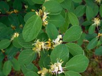 Lonicera xylosteum 32, Rode kamperfoelie, Saxifraga-Ed Stikvoort