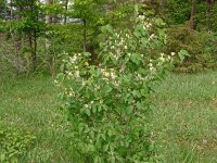 Lonicera xylosteum 34, Rode kamperfoelie, Saxifraga-Hans Grotenhuis