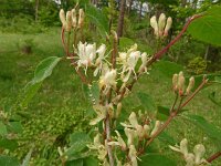 Lonicera xylosteum 37, Rode kamperfoelie, Saxifraga-Hans Grotenhuis