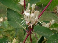 Lonicera xylosteum 38, Rode kamperfoelie, Saxifraga-Hans Grotenhuis