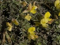 Lotononis lupinifolia 3, Saxifraga-Willem van Kruijsbergen