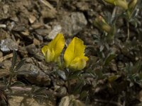 Lotononis lupinifolia 4, Saxifraga-Willem van Kruijsbergen