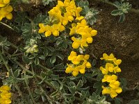 Lotus arenarius 2, Saxifraga-Jan van der Straaten