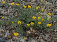 Lotus arenarius 5, Saxifraga-Willem van Kruijsbergen