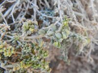 Lotus arinagensis 3, Saxifraga-Rutger Barendse