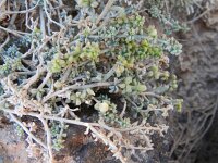 Lotus arinagensis 4, Saxifraga-Rutger Barendse