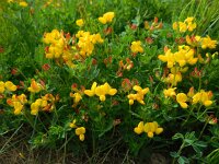 Lotus corniculatus 42, Gewone rolklaver, Saxifraga-Ed Stikvoort