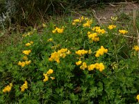 Lotus corniculatus 44, Gewone rolklaver, Saxifraga-Peter Meininger