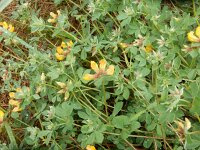 Lotus corniculatus 54, Gewone rolklaver, Saxifraga-Peter Meininger